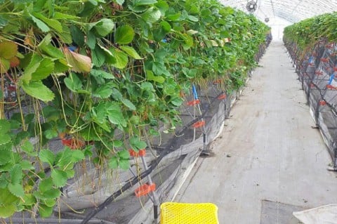 伊達市のイチゴ栽培ハウス